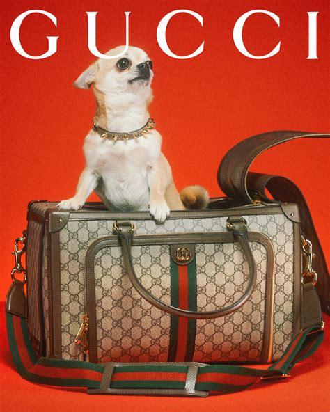 find my dog gucci|Gucci dog collection.